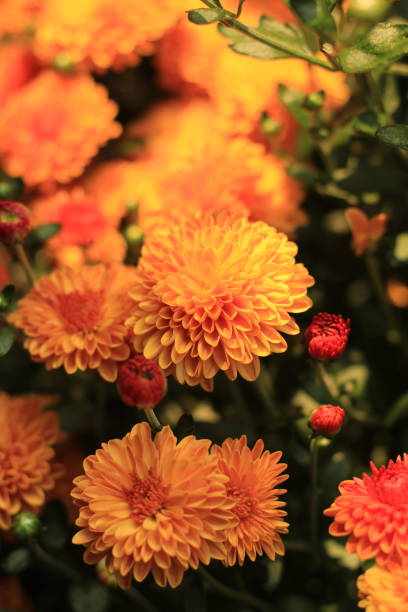 istock orange mums in autumn 1343369563