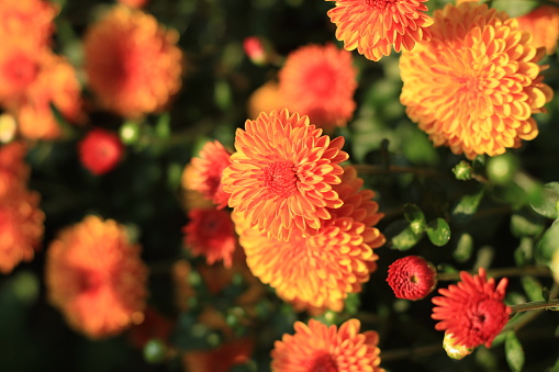 pretty orange chrysanthemums in the morning sunlight in the fall