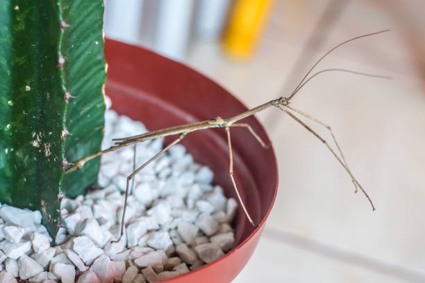istock male stick insec in a plant pot 1343369629