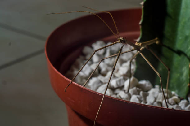 istock male stick insec in a plant pot 1343369714