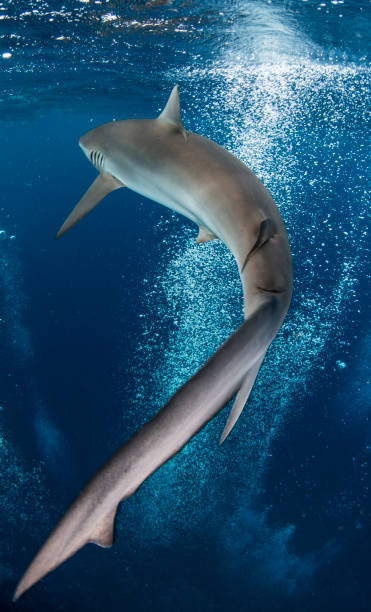 Silky Shark Swim By stock photo