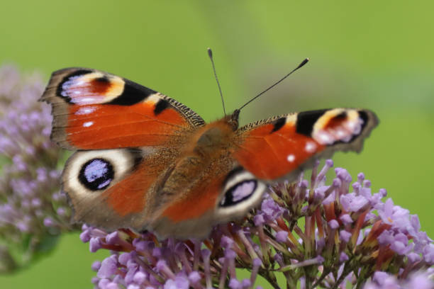 istock Peacock of the day (Aglais io) 1343370914