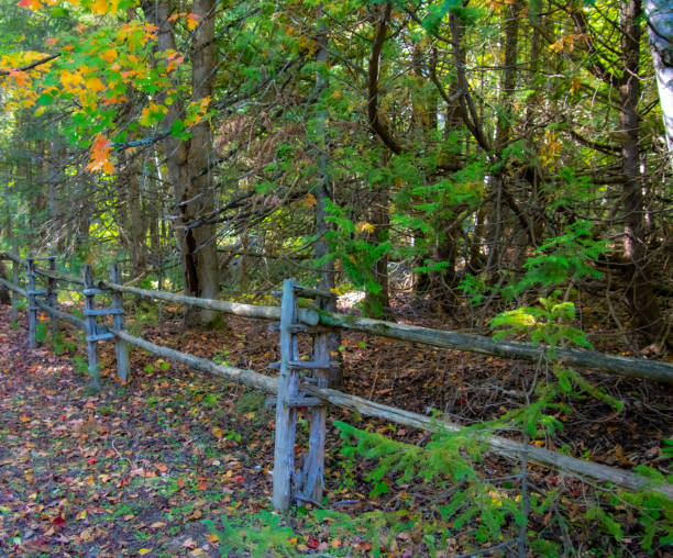 istock Forest road and fence with Fall colors 1343372723