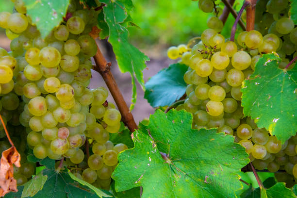 istock Bunch of chardonnay grapes from a vineyard 1343372761
