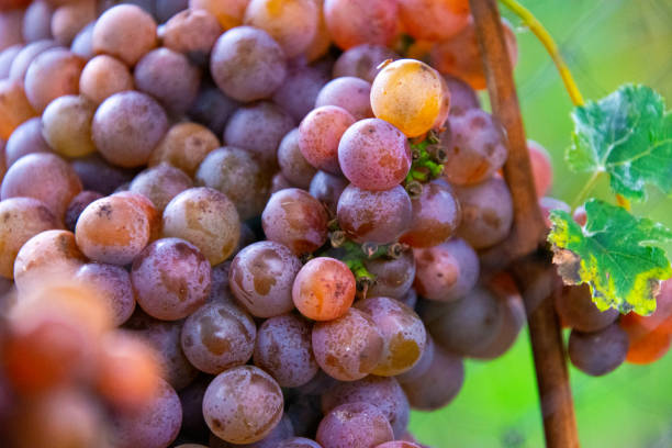 istock Bunch of gewurztraminer grapes from a vineyard 1343372764