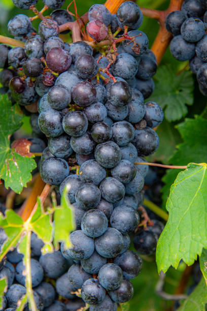 istock Bunch of Pinot noir grapes from a vineyard 1343372785