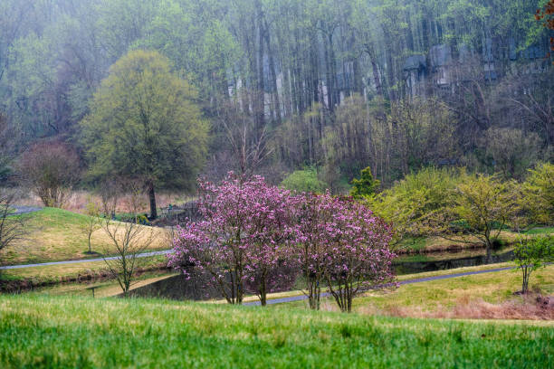 istock Colorful Trees in a Garden 1343376304
