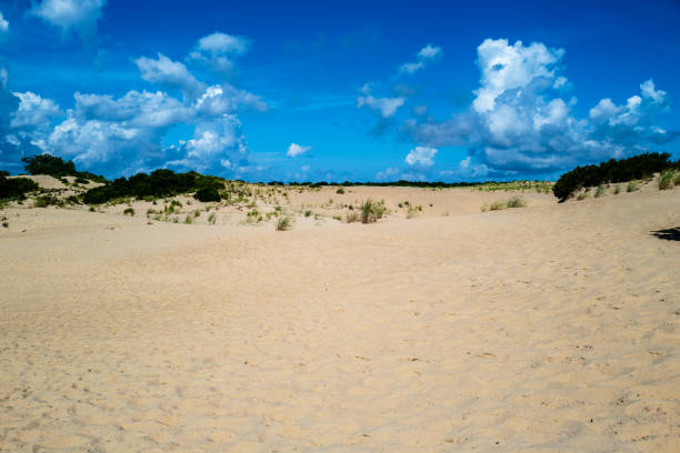 Sand dunes at edge of the beach.  Vegetation growing in the dunes with beach with ocean in the background under blue sky and thin clouds