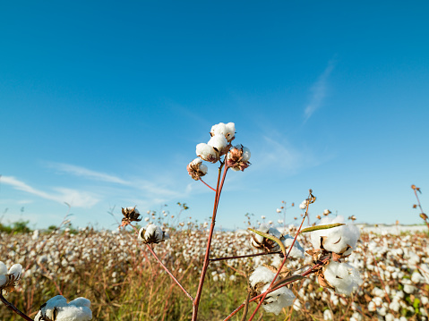 Photo of cotton plant branch with bolls on clear blue sky. The focus is on the cotton head. Blue sky is used as background. Shot in outdoor with a medium format camera in autumn in daylight. No people are seen in frame.