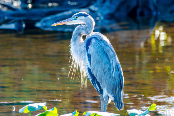istock Portrait of a great blue heron 1343378016