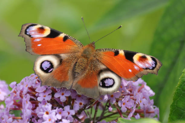 istock Peacock of the day (Aglais io) 1343378130