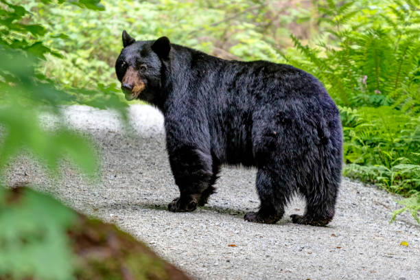 istock adult black bear in a forest 1343382068
