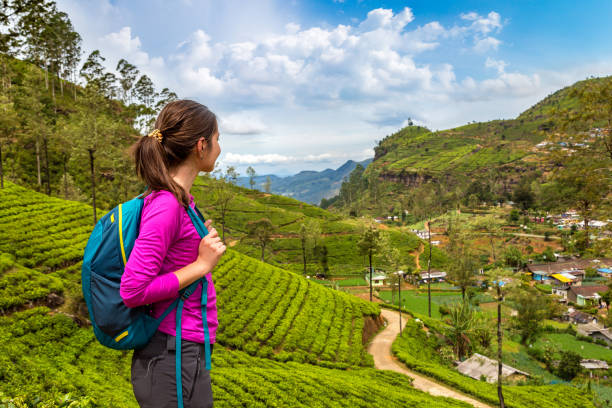 istock Tea plantations in Sri Lanka 1343382292