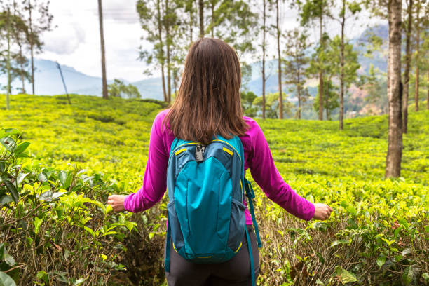 istock Tea plantations in Sri Lanka 1343382325
