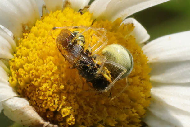 istock Enoplognatha ovata/latimana 1343383542