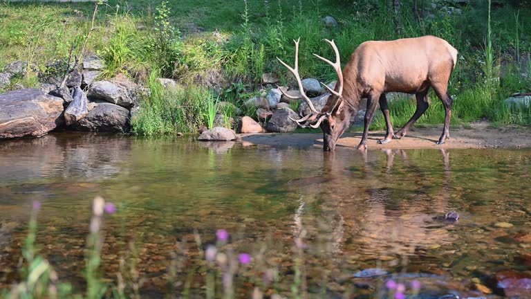 Rocky mountain elk drinking from forest stream