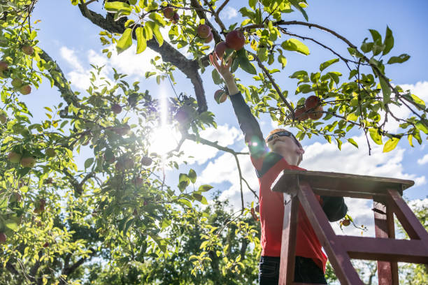 istock Young Redhead Boy Apple Picking in Orchard Autumn 1343387458