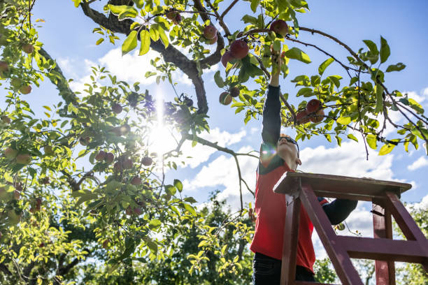 istock Young Redhead Boy Apple Picking in Orchard Autumn 1343388131