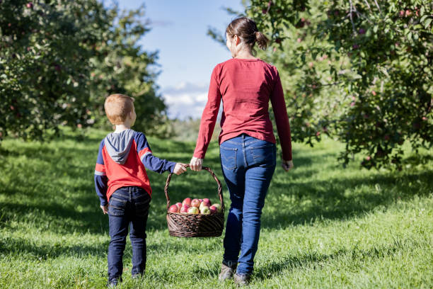 istock Mother and Son Apple Picking in Orchardin Autumn 1343388182