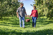 Couple Apple Picking in Orchardin Autumn