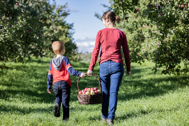 istock Mother and Son Apple Picking in Orchardin Autumn 1343388918