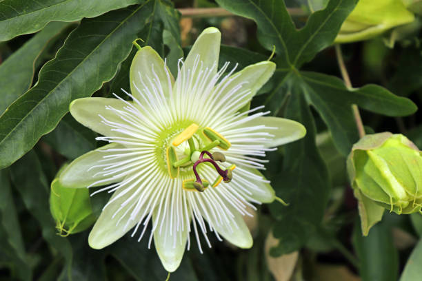 White Passionflower Flower of a white passion flower (Constance Elliot). passion fruit flower stock pictures, royalty-free photos & images