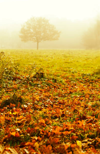 An Autumn tree on a foggy day with fallen leaves in the foreground. Hatfield Forest, Essex, England.