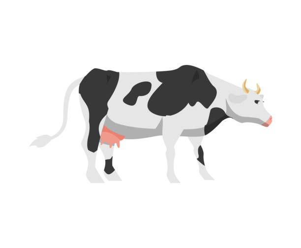 ilustraciones, imágenes clip art, dibujos animados e iconos de stock de dibujos animados en blanco y negro vaca manchada holstein raza frisona - animal husbandry illustrations