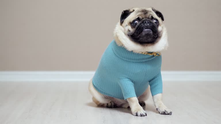 Stylish and fashionable pug dog in a blue sweater and with a gold chain