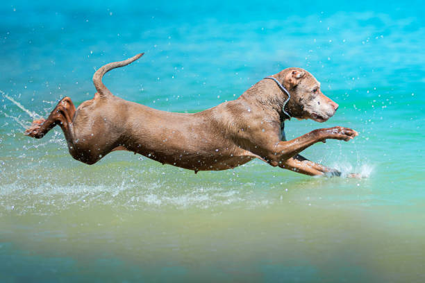 istock Dog jumps into the water 1343398093