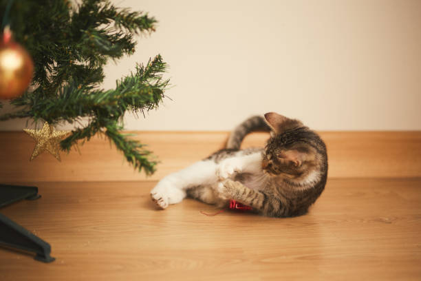 istock kitten cute sweet tabby playing with christmas decorations 1343399066