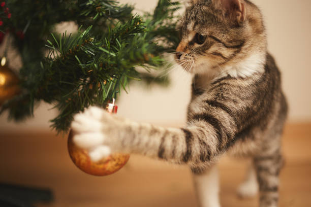 istock kitten cute sweet tabby playing with christmas decorations 1343399073