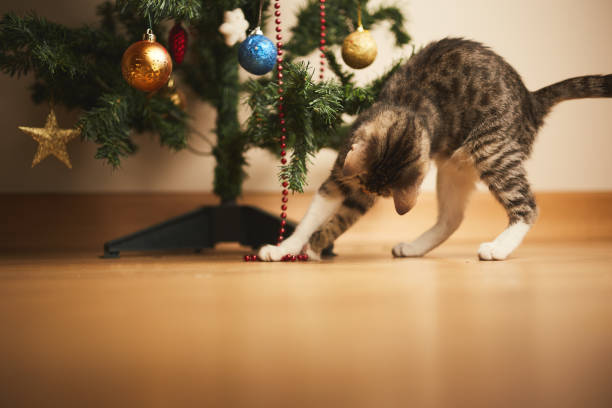 istock kitten cute sweet tabby playing with christmas decorations 1343399105