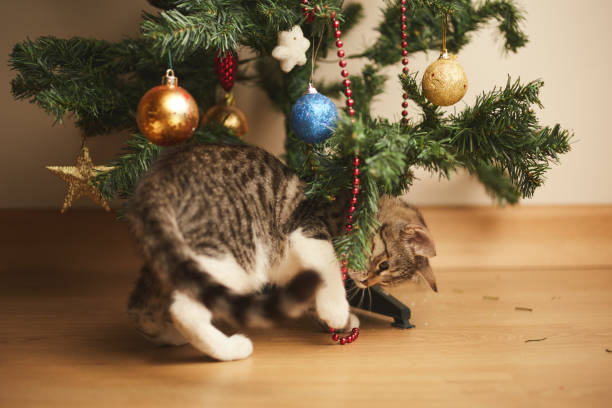 istock kitten cute sweet tabby playing with christmas decorations 1343399110