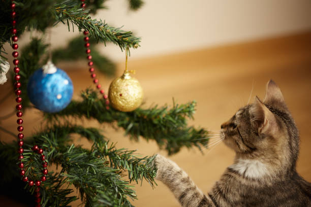 istock kitten cute sweet tabby playing with christmas decorations 1343399120