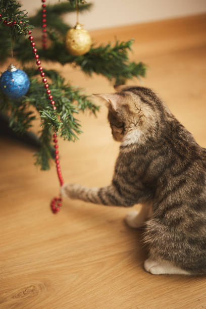 istock kitten cute sweet tabby playing with christmas decorations 1343399131