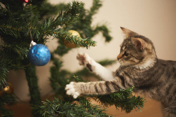 istock kitten cute sweet tabby playing with christmas decorations 1343399134