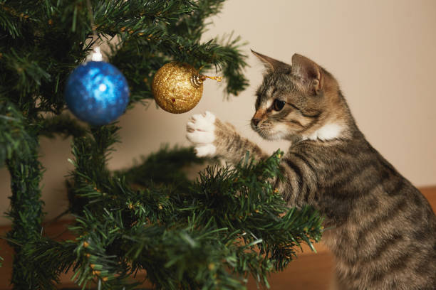 istock kitten cute sweet tabby playing with christmas decorations 1343399167