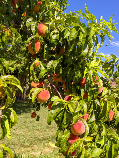 istock Peaches on fruit tree in Rockville Utah 1343400712