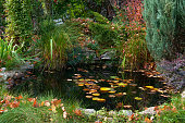 Small pond in the garden with yellow autumn leaves of water lilies and trees and various ornamental grasses and plants