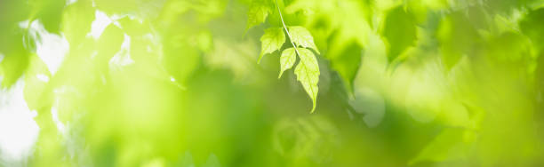 istock Closeup of beautiful nature view green leaf on blurred greenery under sunlight background in garden with copy space using as background cover page concept. 1343401438