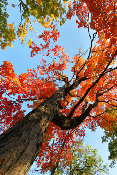 istock Beautiful fall foliage looking up at Elm Park on a cloudy early morning, Worcester, Massachusetts, USA. 1343401500