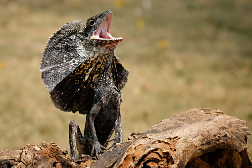 A black lizard is on alert & perched on a brown wood