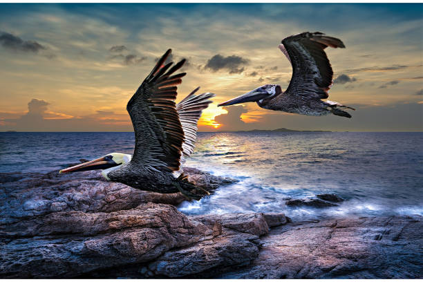 istock Two pelicans flying over a rocky coastline. 1343403513