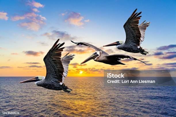 A Squadron Of Pelicans Flying Over The Ocean Stock Photo - Download Image Now - Pelican, Flying, Animal