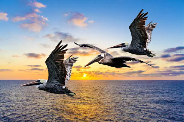 A group of pelicans in flight with wings spread flying over the Gulf of Mexico at sunrise.