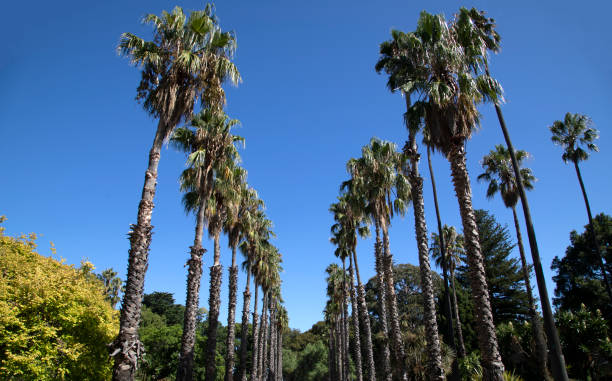istock Palm trees at Williamstown gardens 1343403527