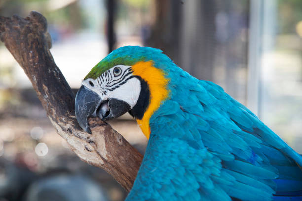 istock Macaw bird species with colourful feathers 1343403530