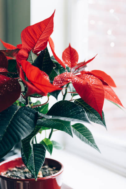 istock Christmas Poinsettia in ceramic pot 1343403670