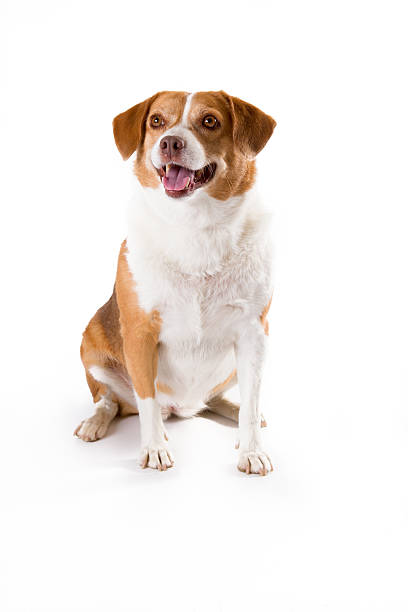 istock Happy Healthy Mixed Breed Beagle Dog 134340401